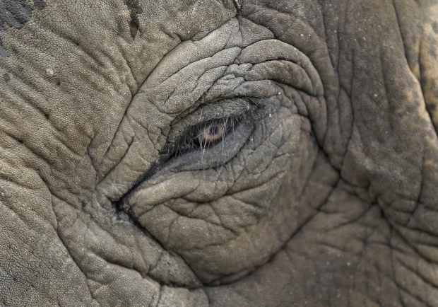 Elephant Family: protecting the Asian Elephant