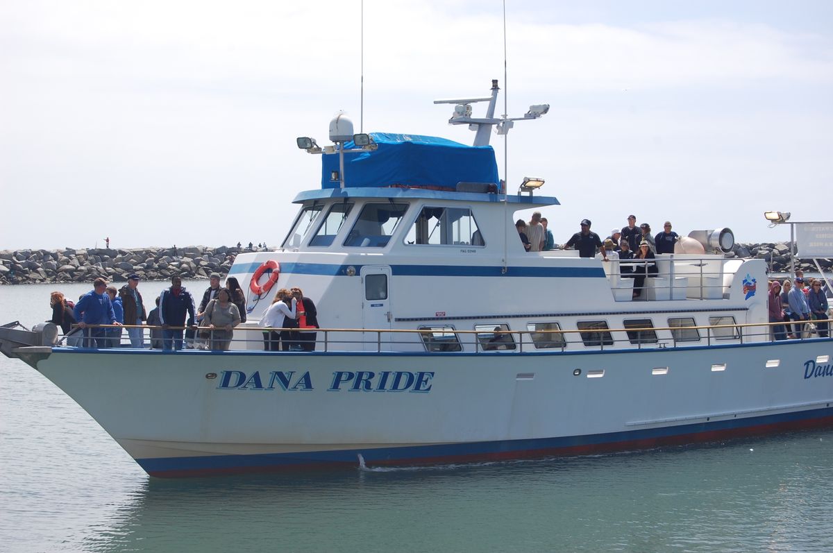 Dana Point Wharf Whale Watching Adventure